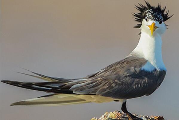世界最珍贵的十大稀有鸟类