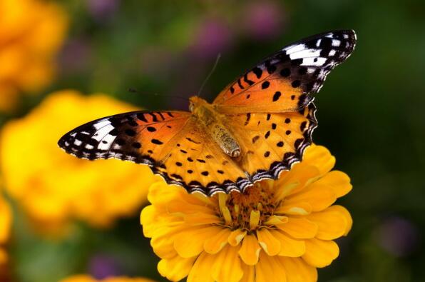 世界上最美的蝴蝶排名