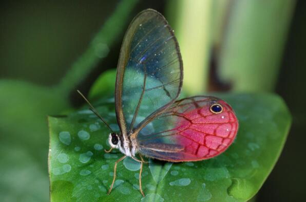 世界上最美的蝴蝶排名