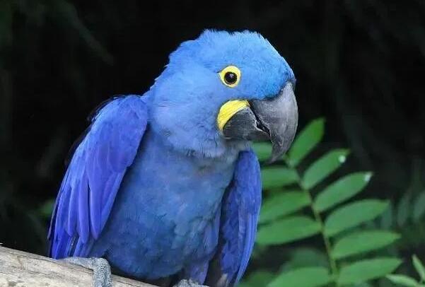 全球十大蓝色的鸟