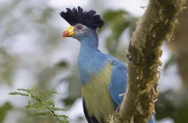 全球十大蓝色的鸟