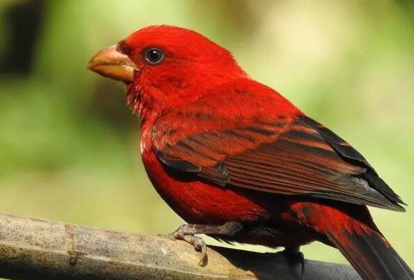盘点全球红色的鸟类