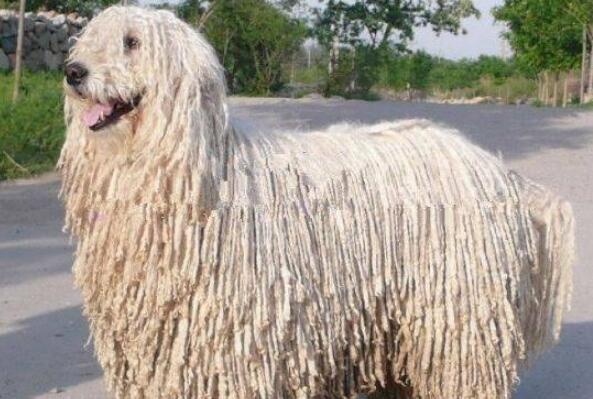 世界上十大毛最长的犬