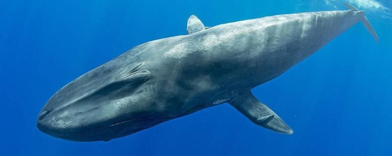 最大鲸鱼有多长有多重有多大