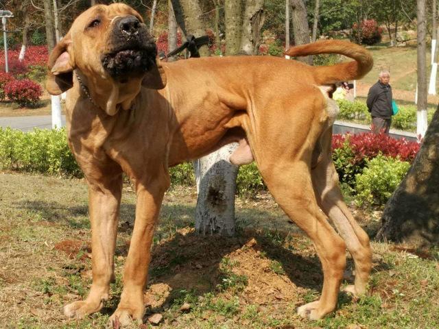 世界10大凶猛的护卫犬