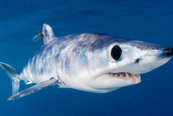 世界最凶猛鲨鱼排名前十
