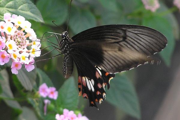 东欧和亚洲最常见的蝴蝶