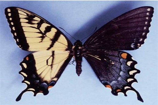 自然界中雌雄同体的蝴蝶