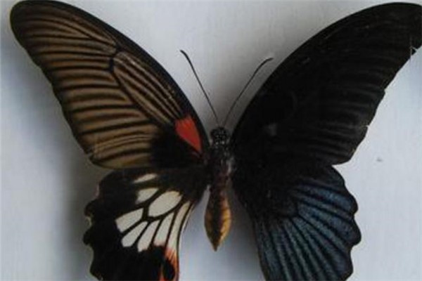 自然界中雌雄同体的蝴蝶