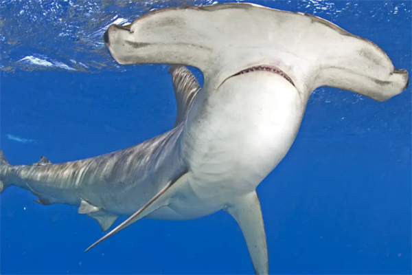 世界十大最可怕的鲨鱼，幽灵鲨上榜，第八被称为海洋中的鳄鱼