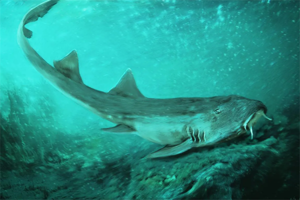 世界十大最可怕的鲨鱼，幽灵鲨上榜，第八被称为海洋中的鳄鱼