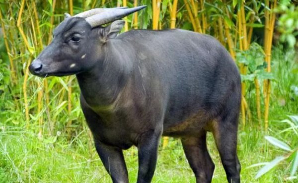 世界上最小的野牛