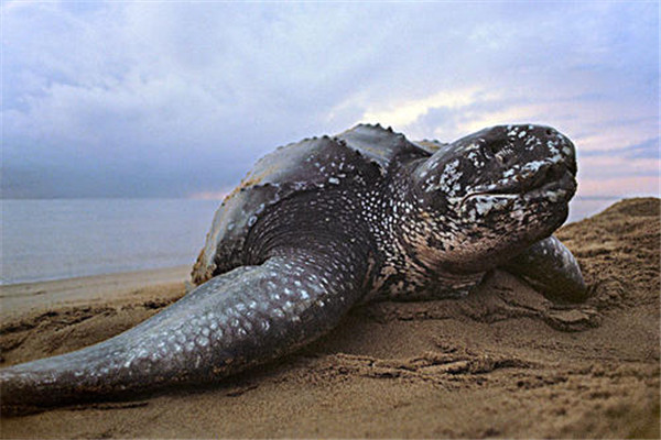 世界上最大的海龟有多大？