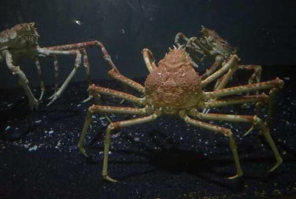 世界上最大的螃蟹是什么蟹？