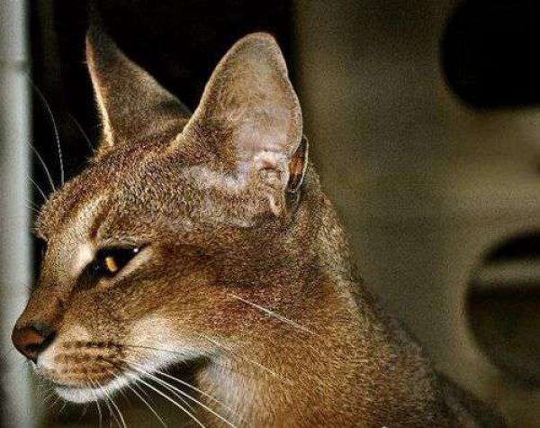 世界上最贵最稀有的猫