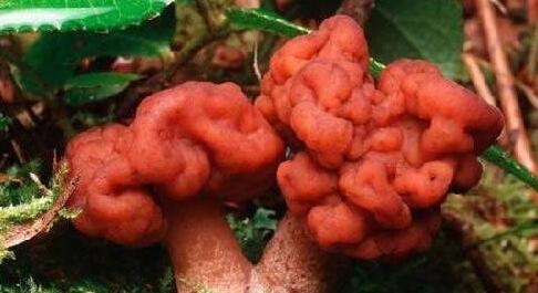 世界上最奇特的十大毒蘑菇大盘点