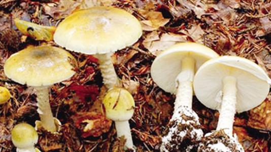 世界上最奇特的十大毒蘑菇大盘点