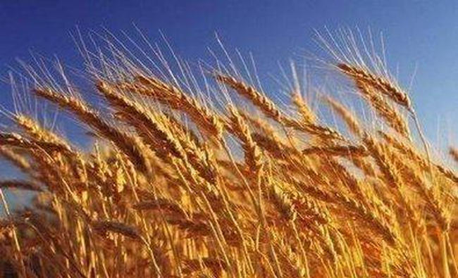 世界各国的小麦产量排行榜，中国稳居第一