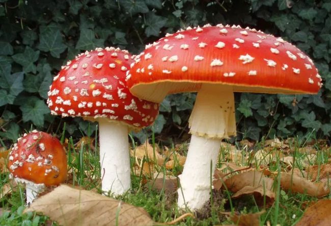 野外采蘑菇的人注意：世界上最毒的十种蘑菇