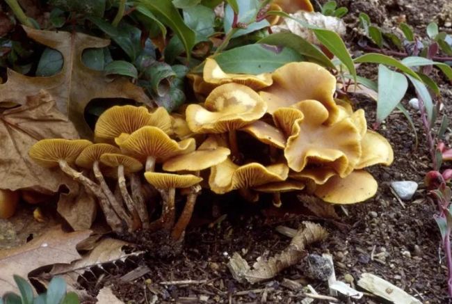 野外采蘑菇的人注意：世界上最毒的十种蘑菇