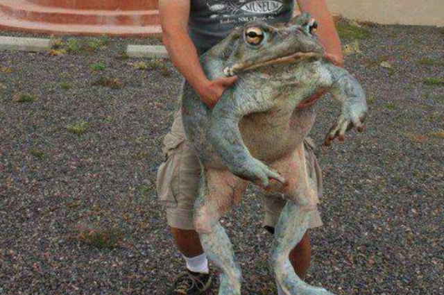 世界现存体型最大的蛙类：巨谐蛙长达32厘米重3公斤
