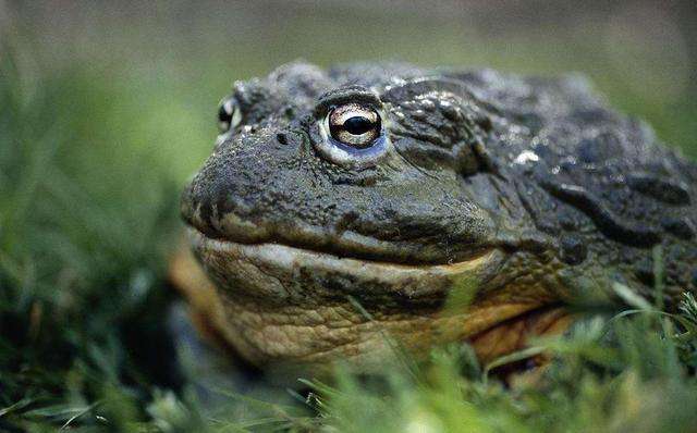 世界现存体型最大的蛙类：巨谐蛙长达32厘米重3公斤