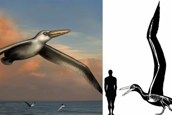 世界上最大的飞鸟：桑氏伪齿鸟翼展长度达7.3米