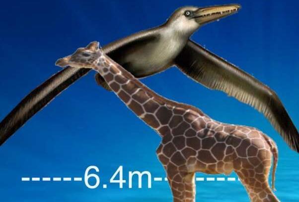 世界上最大的飞鸟：桑氏伪齿鸟翼展长度达7.3米