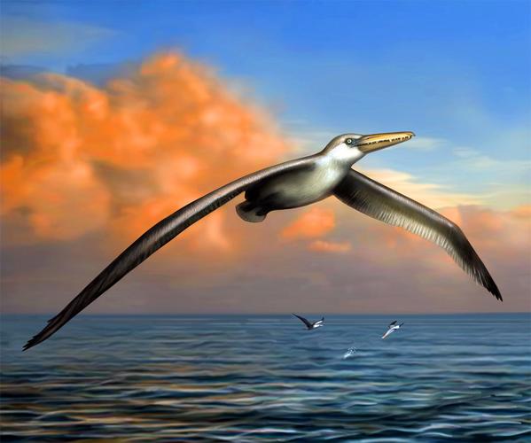 世界上最大的飞禽：桑氏伪齿鸟身形巨大，翼展达7.3米