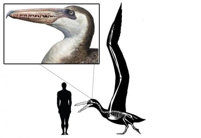 世界上最大的飞禽：桑氏伪齿鸟身形巨大，翼展达7.3米