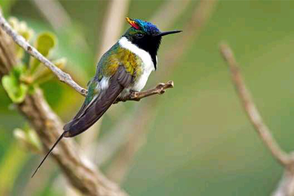 世界上振翅频率最高的鸟类，角蜂鸟振翅频率为90次/秒