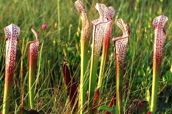 世界上最可怕的10大食肉植物，捕蝇草排第一位