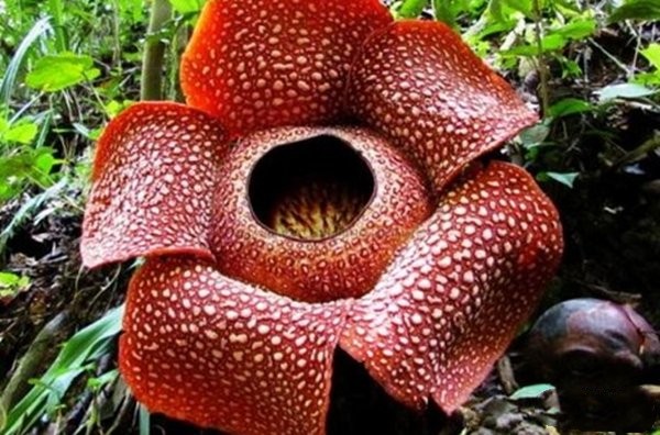 世界上10大最难闻的花，尸香魔芋和大王花双双入榜