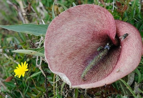 世界上10大最难闻的花，尸香魔芋和大王花双双入榜