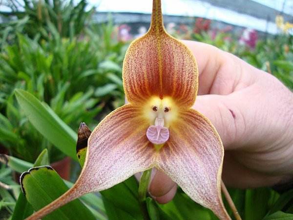世界上10大最稀有少见的花：猴兰第三，安古兰居榜首