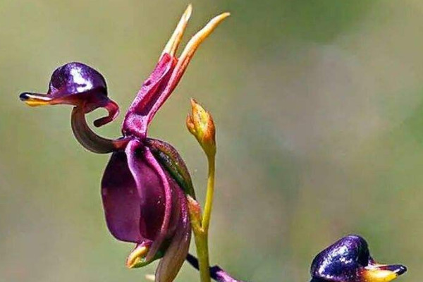 世界上10大最稀有少见的花：猴兰第三，安古兰居榜首