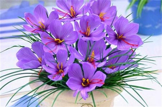 盘点十大最耐寒的花卉，蕙兰菊花风信子悉数入榜