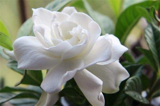 盘点10种最香最美花卉，栀子花、茉莉花居前两位