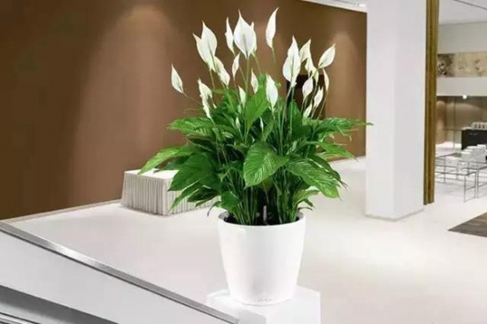 什么植物适合室内养？盘点10种适合室内养的植物