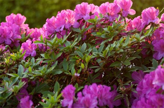 冬季室外耐寒的绿植有哪些？盘点10种较耐寒花卉植物