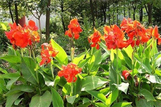 盘点十大夏天常见植物：栀子花和百合位列前两位
