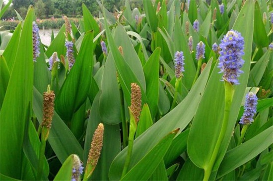 盘点十大夏天常见植物：栀子花和百合位列前两位
