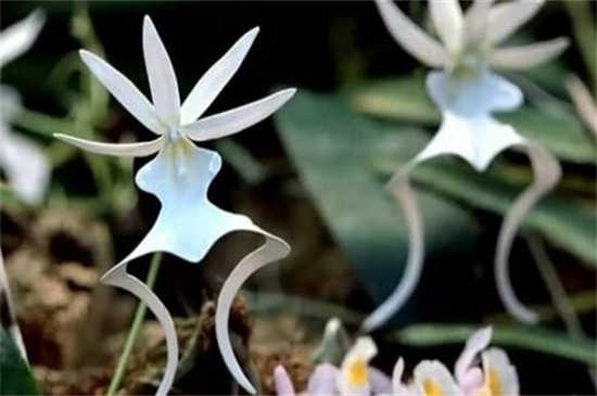 盘点十种稀有罕见花卉，睡火莲、幽灵兰花榜上有名
