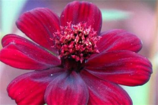 盘点十种稀有罕见花卉，睡火莲、幽灵兰花榜上有名