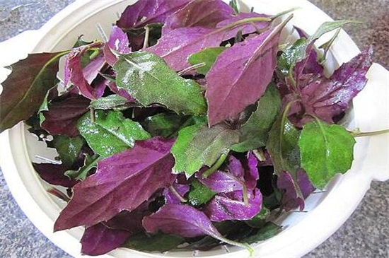 盘点十大紫色最有营养的菜，菜苔、苋菜、紫甘蓝居前三位