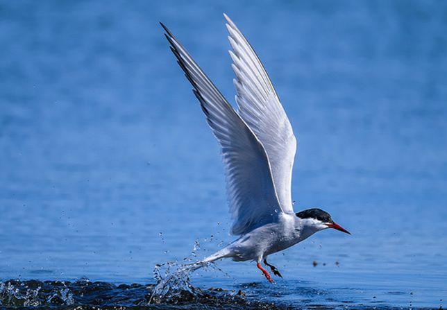 世上飞最远的鸟，北极燕鸥每年往返南北极一次