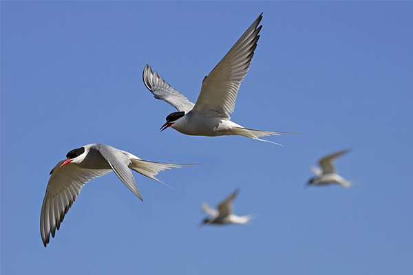世上飞最远的鸟，北极燕鸥每年往返南北极一次