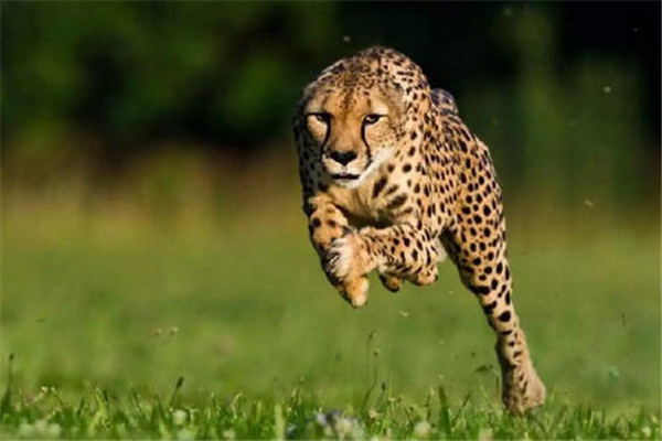 世界上10大最快的陆地动物：猎豹当仁不让得第一