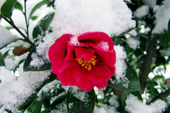 盘点十种在冬天开花的花卉：雪莲上榜，腊梅花居榜首