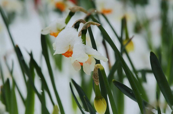 盘点十种在冬天开花的花卉：雪莲上榜，腊梅花居榜首